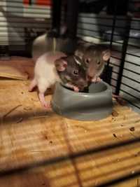 Szczurki szukają domu !