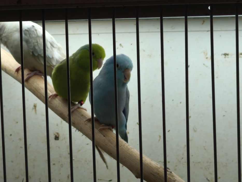 Casal forpus bonitos