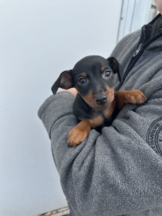 Щенки цвергпинчерята.