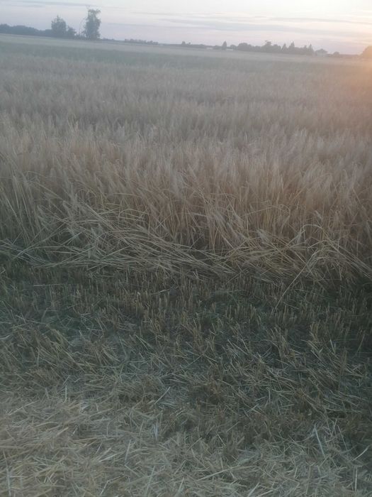 Sprzedam jęczmień ozimy 6 rzedowy