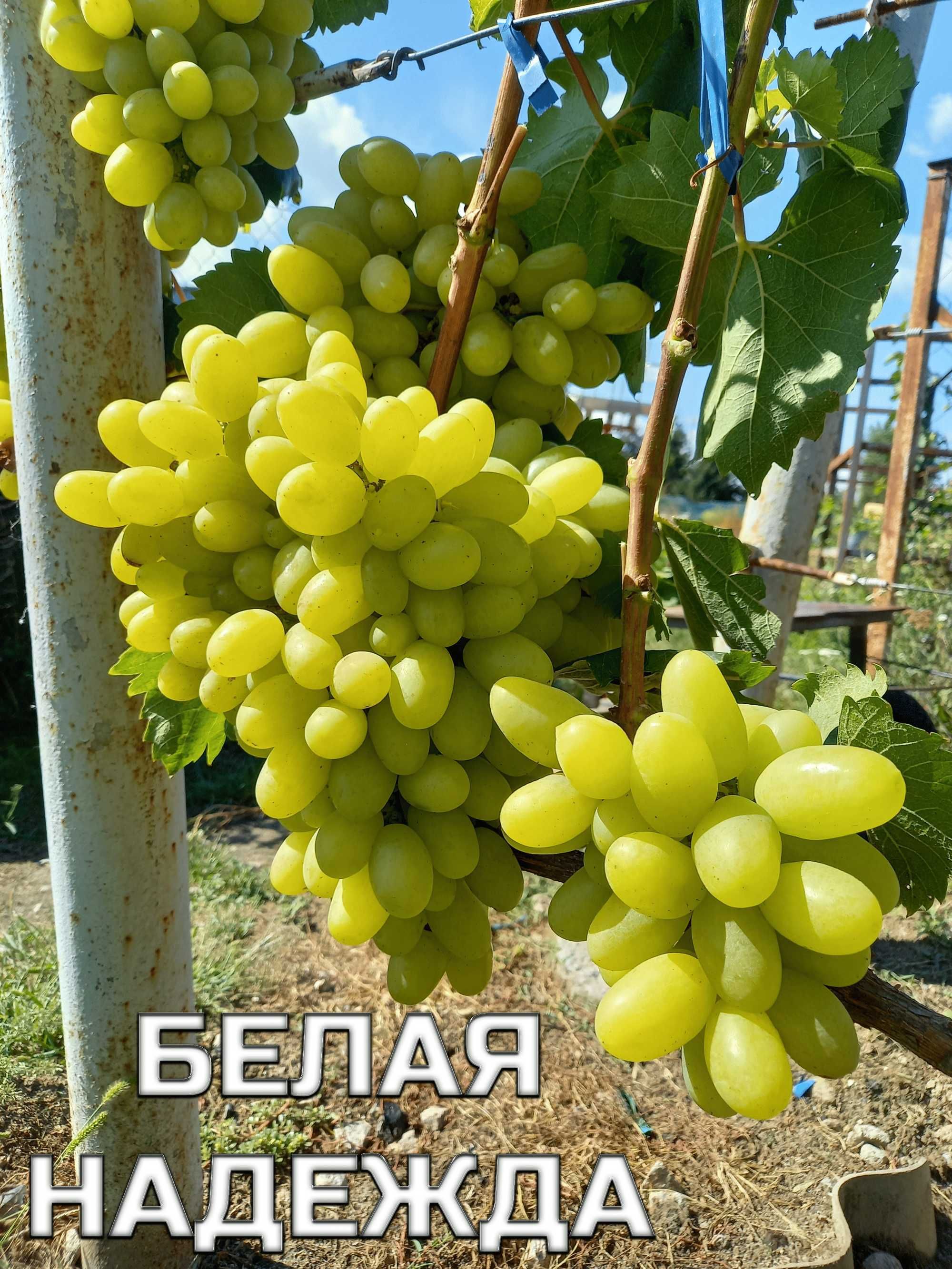 саженцы винограда