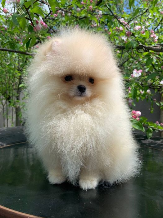 Померанский шпиц . Купите себе  счастье