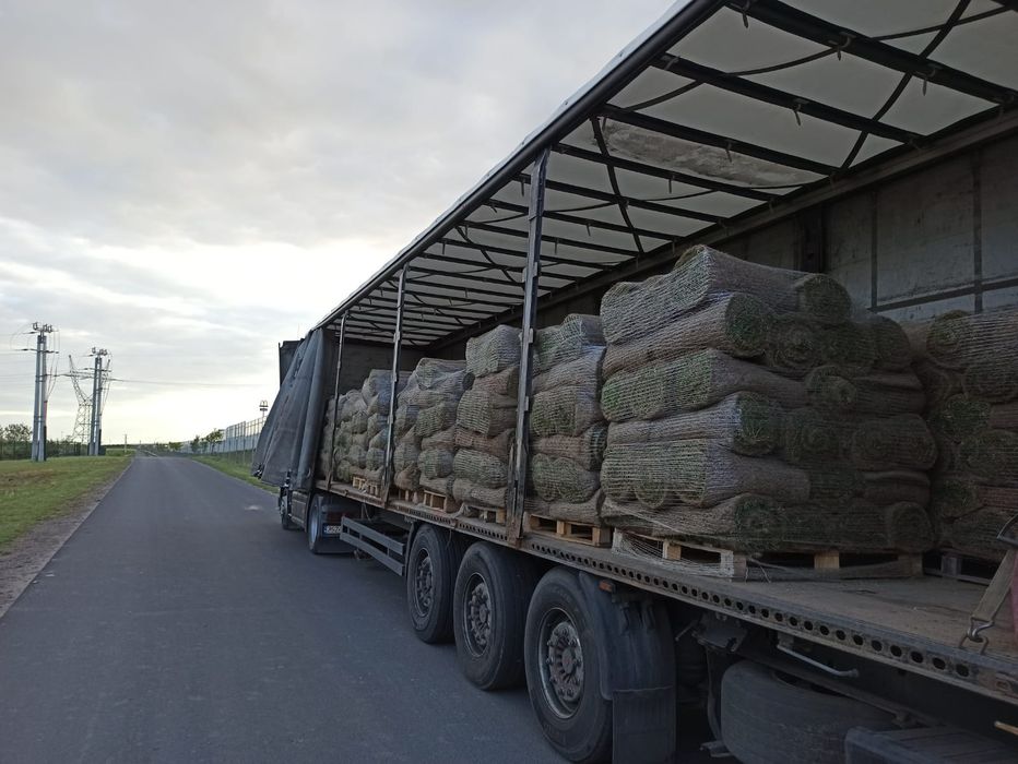 Trawa z rolki, rolka trawy, trawa rolowana, trawnik, producent