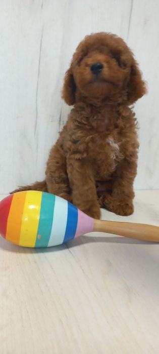 Кудряшки пуделяшки