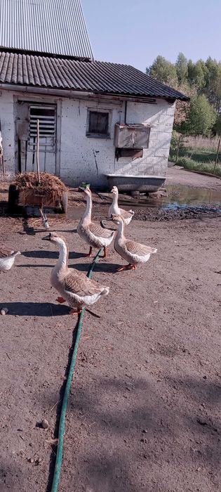 Sprzedam gąsiora garbonosy