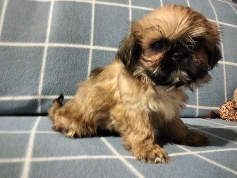Śliczny piesek shih-tzu mini