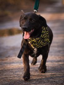 Tobi - mały, wesoły psiak szuka domu