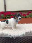 Jack Russell Terrier Piesek