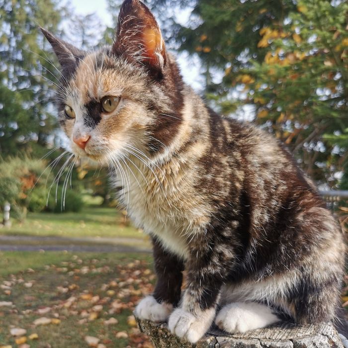 Oddam kotke w dobre ręce