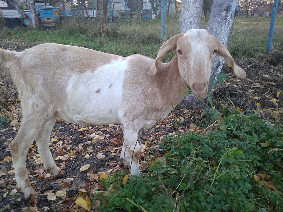 Англо-нубійська кізочка