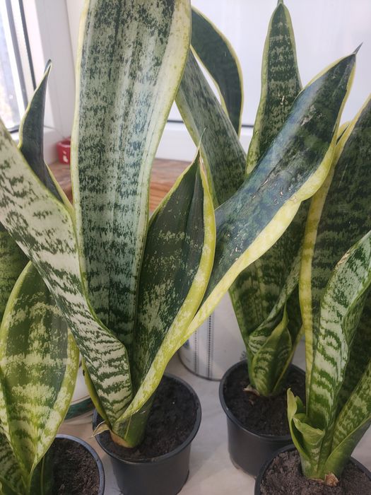 Сансевиерия тещин язык щучий хвост