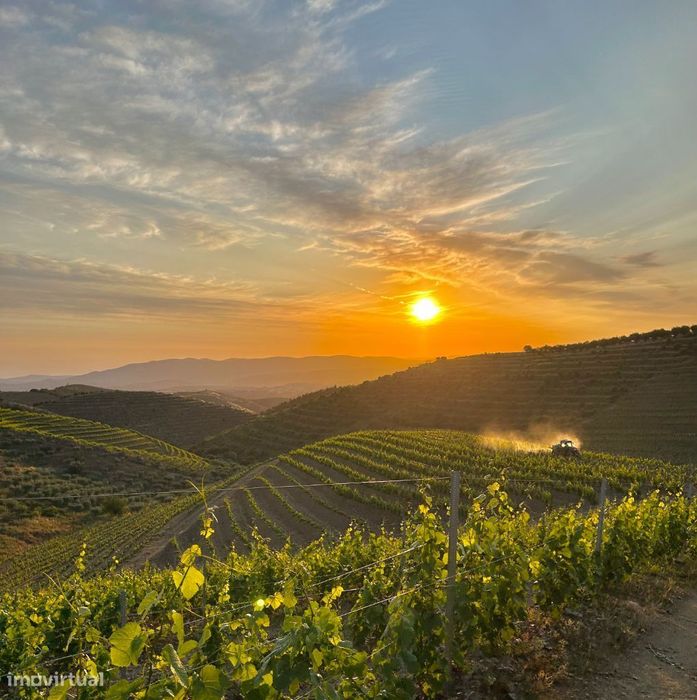 Quinta no Douro Superior , Freixo de Numão