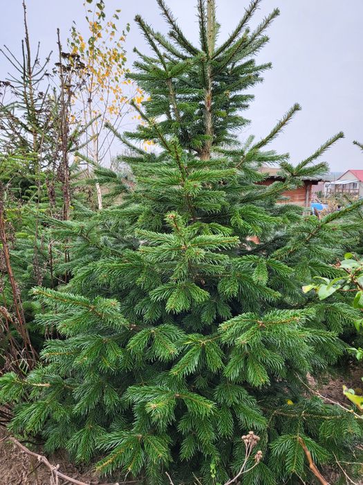 Jodła Kaukaska świerk zwykły  i srebrny maly