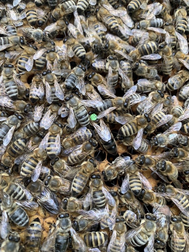 Карніка Леклер F1 бджоломатки від Andreas Le Claire(розплідник) бджоли