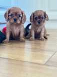 Cavalier King charles spaniel