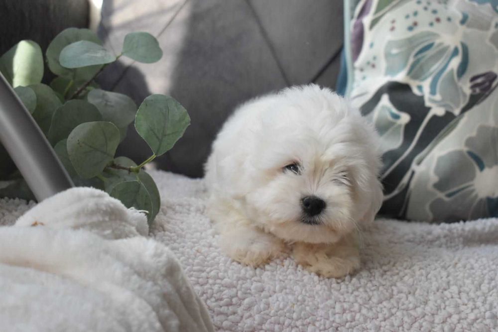 Bichon maltês.  Maravilhoso. Branco. Menino.