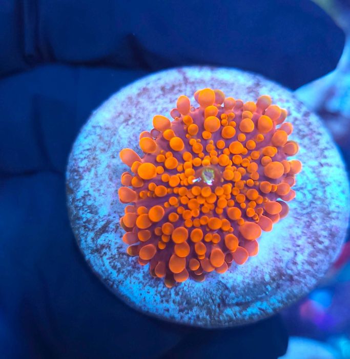 Ricordea yuma [Koralowiec Miękki] [Akwarium Morskie]