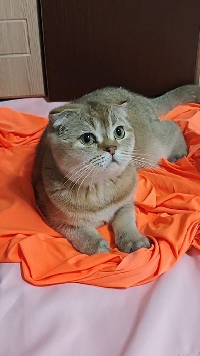 Чистокровна висловуха дівчинка від золотої шиншили