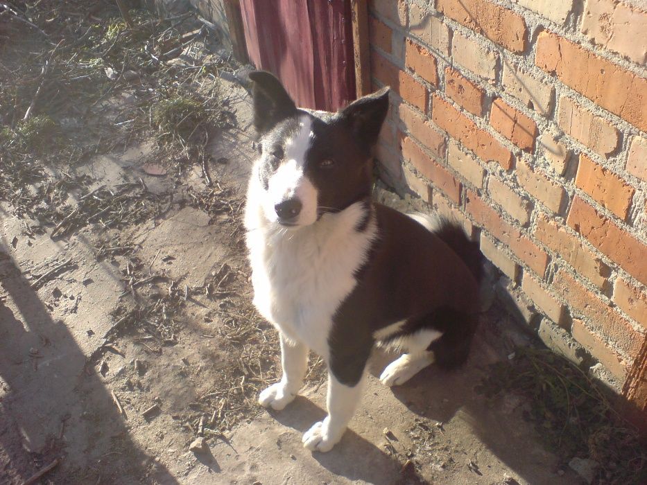 Мальчик ищет девочку для вязки