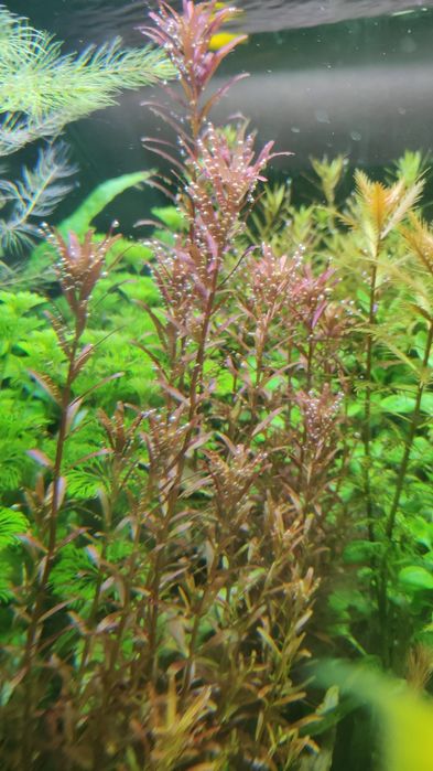 Rotala Blood Red