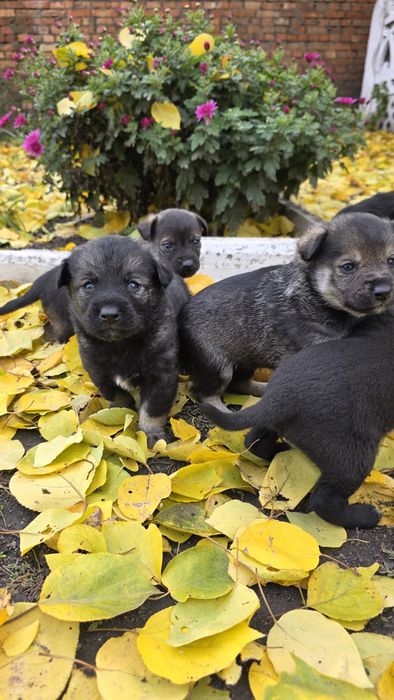 Цуценята в добрі руки