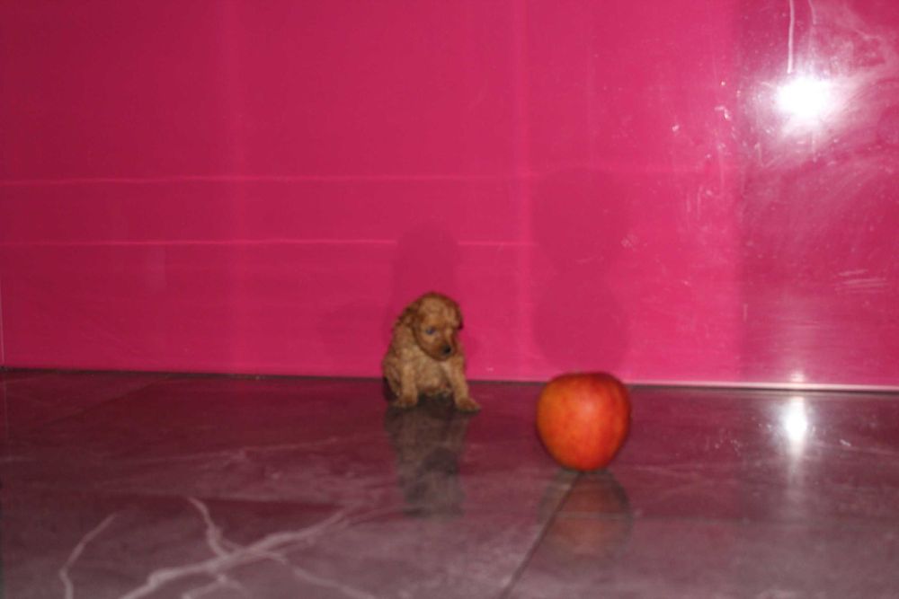 Maltipoo hybryda Maltańczyk i Pudel