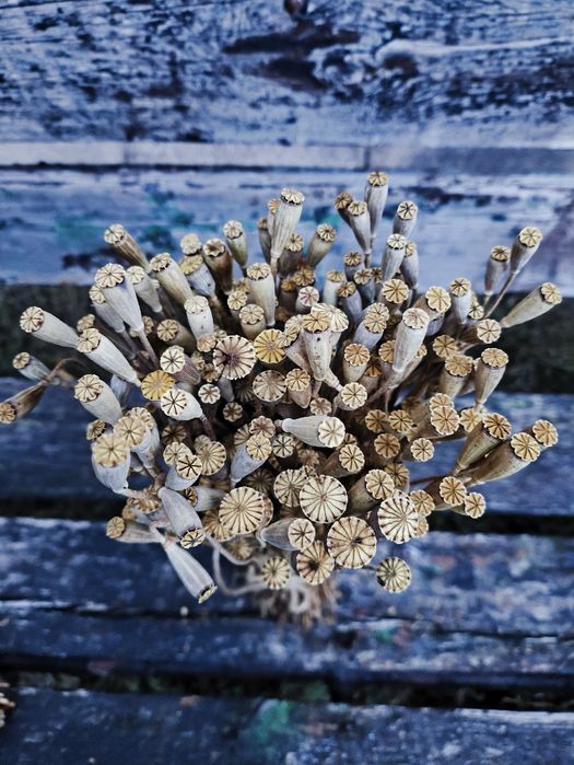 Bukiet suszonych maków