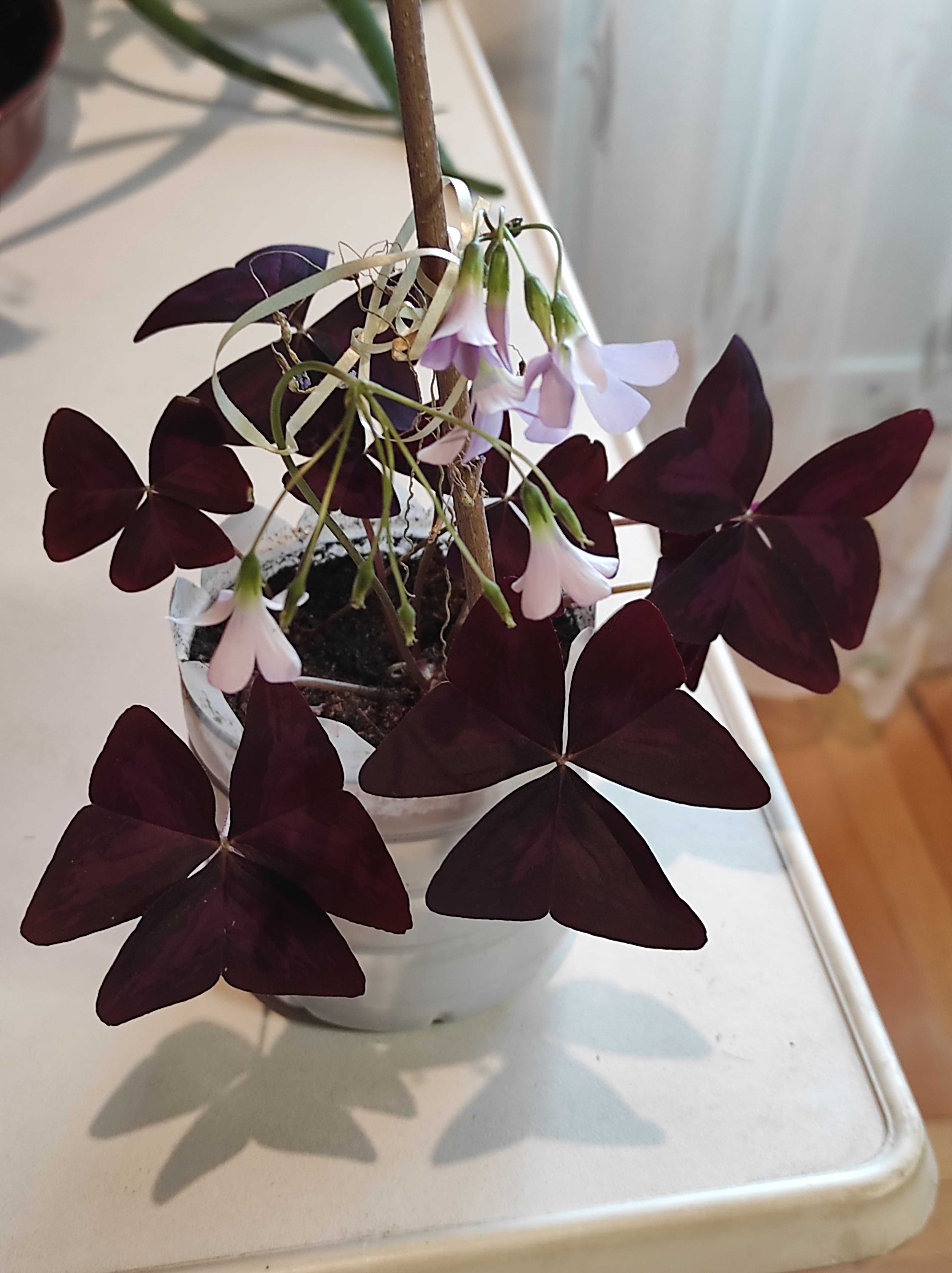 Оксаліс(кислиця,квітка щастя,доброго ранку,мадам Баттерфляй)фіолетовий