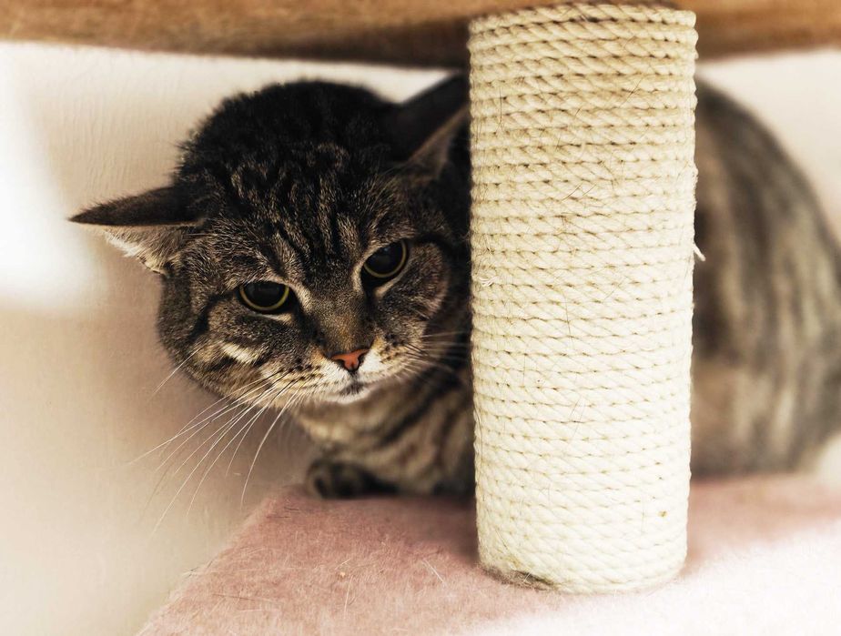 Дуже ніжна кішечка Аріша терміново дім, 1.5 р, кошка, кішечка, киця