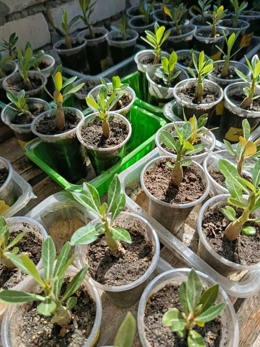 Аденіум, вирощенний з насіння