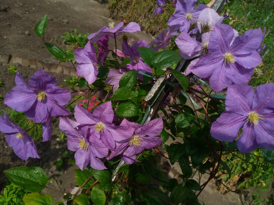 Продам  клематис, хосту подорожникову та інші рослини