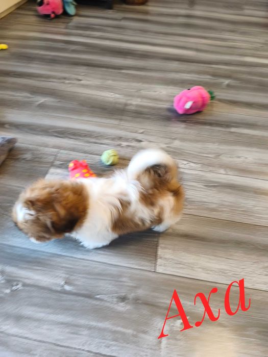 Shih Tzu - Axa - ślicznotka