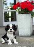 Cavalier King Charles Spaniel