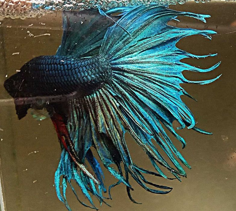 Bojownik strzępiasty samiec