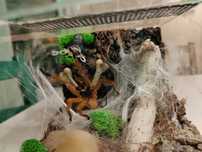 P.murinus RCF dorosły samiec