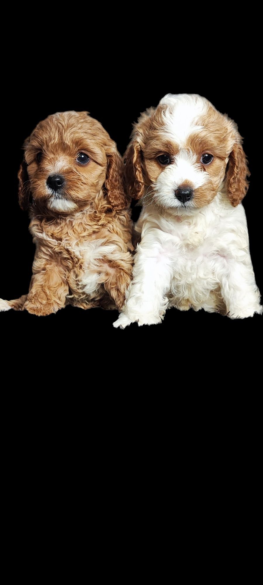 Cavapoo cavadoodle cavalier pudel