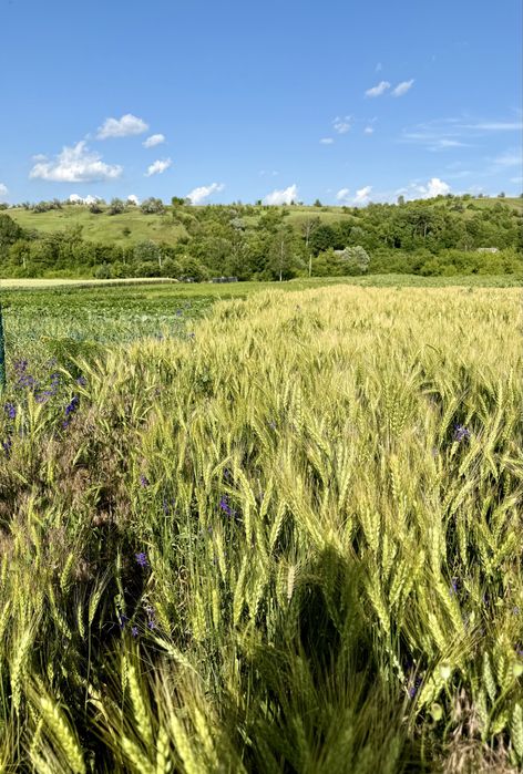 Ділянка 25 сот, с. Щербанівка, Обухів р-н