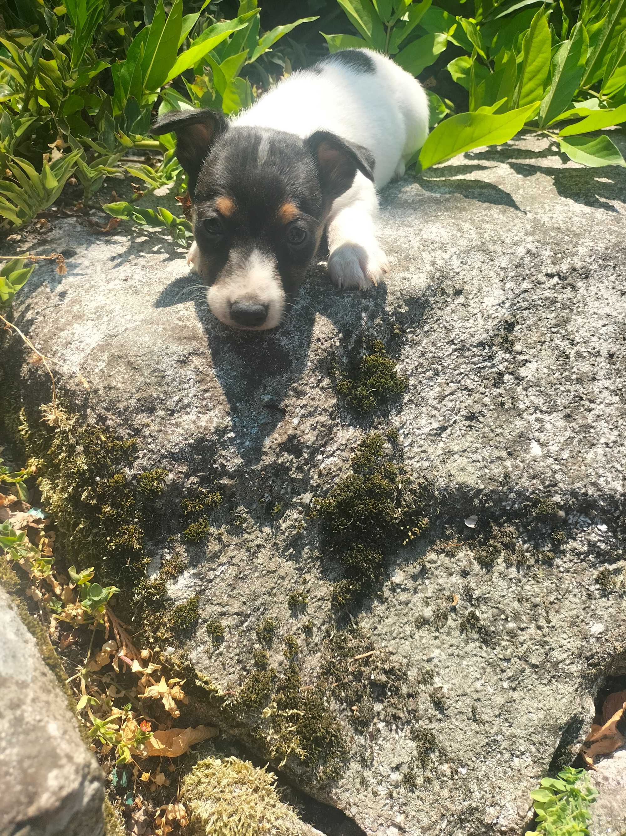 Jack Russell Terrier  femea