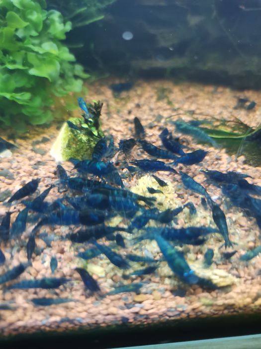Krewetki blue velwet