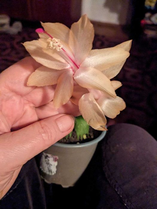 Пропоную саджанці різдвяника, шлюмбергера