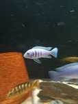 Cynotilapia Afra Hara Gallireya Reef F2
