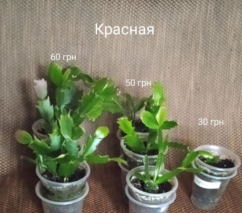 5 сортов укорененных сигментов Шлюмбергеры, декабриста.