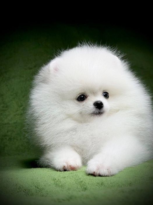 Шпиц мини померанец в продаже