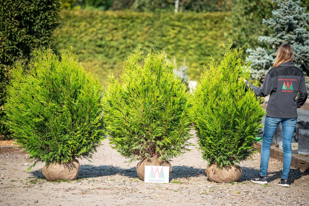 Thuja 'Kórnik III' PROMOCJA Tuja Żywotnik olbrzymi 'Kórnik III'