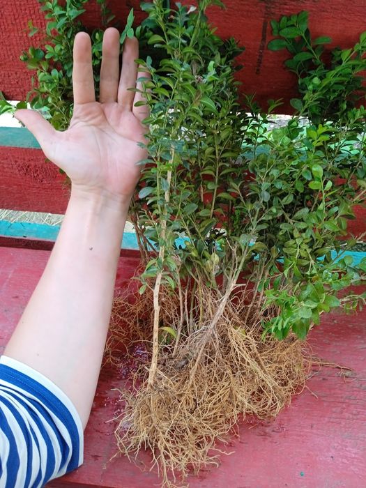 Самшит 4 річний.