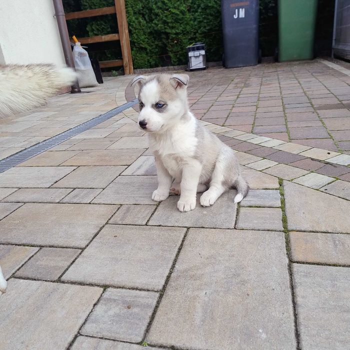 Szczeniaki Siberian Husky