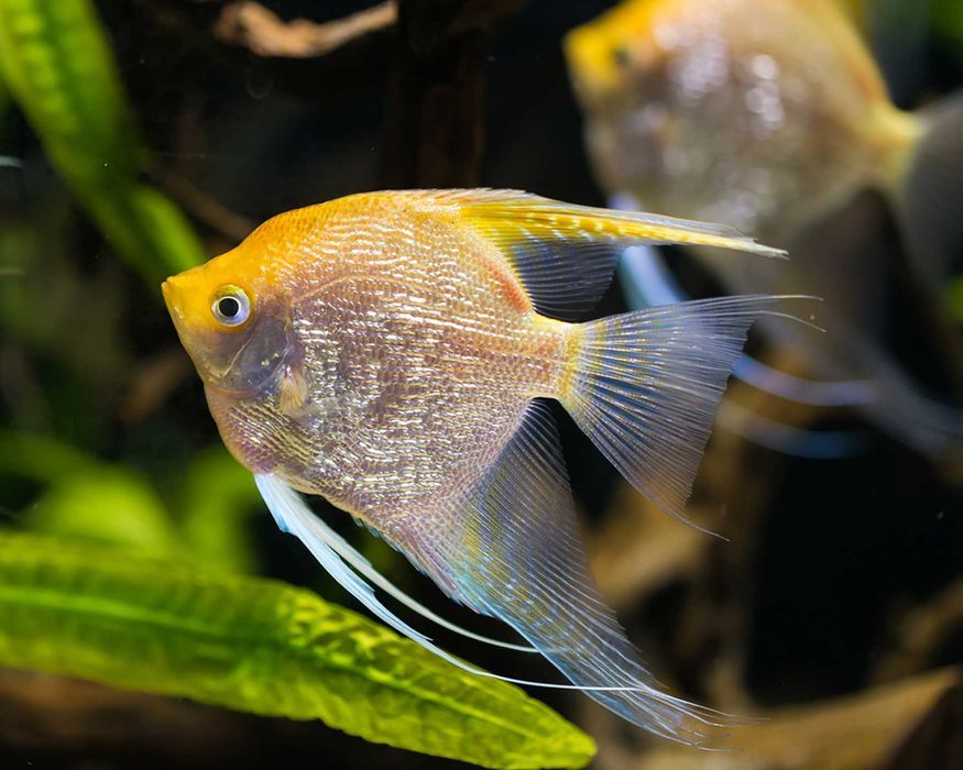 Escalar Marmore Dourado (Pterophyllum scalare)