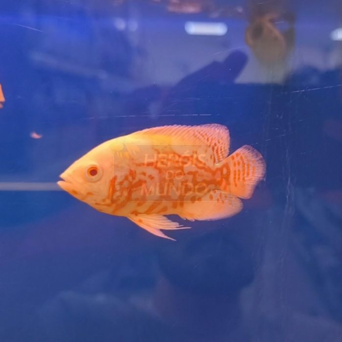 Oscar Nemo Red Albino (Astronotus Ocellatus)