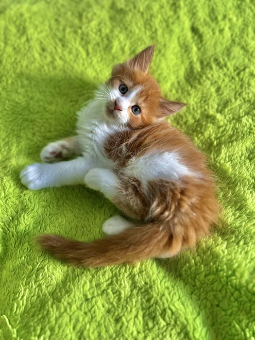 Kocurek Maine Coon „HUGO” d0922 FPL/FIFE – klasyczny rudy z bielą