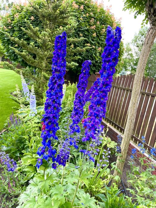 Ostróżka w doniczkach